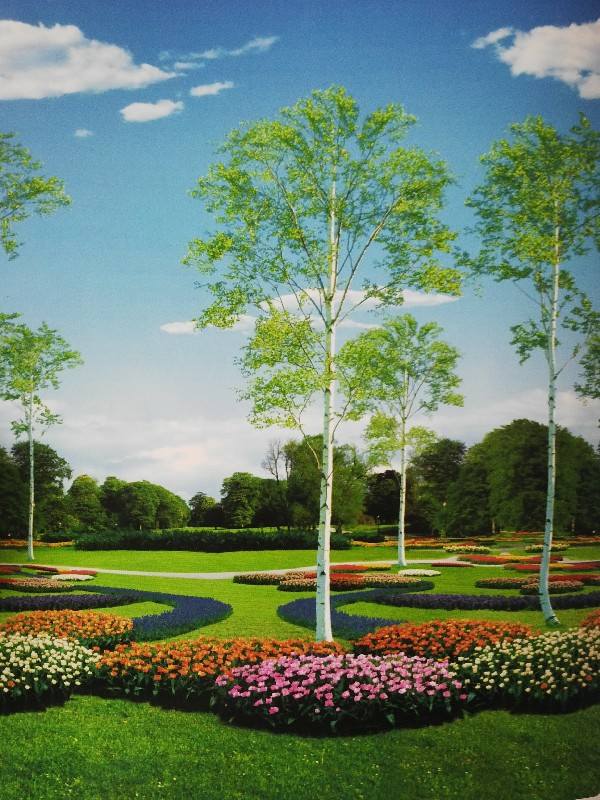 rèm cuốn in tranh rèm cuốn tranh